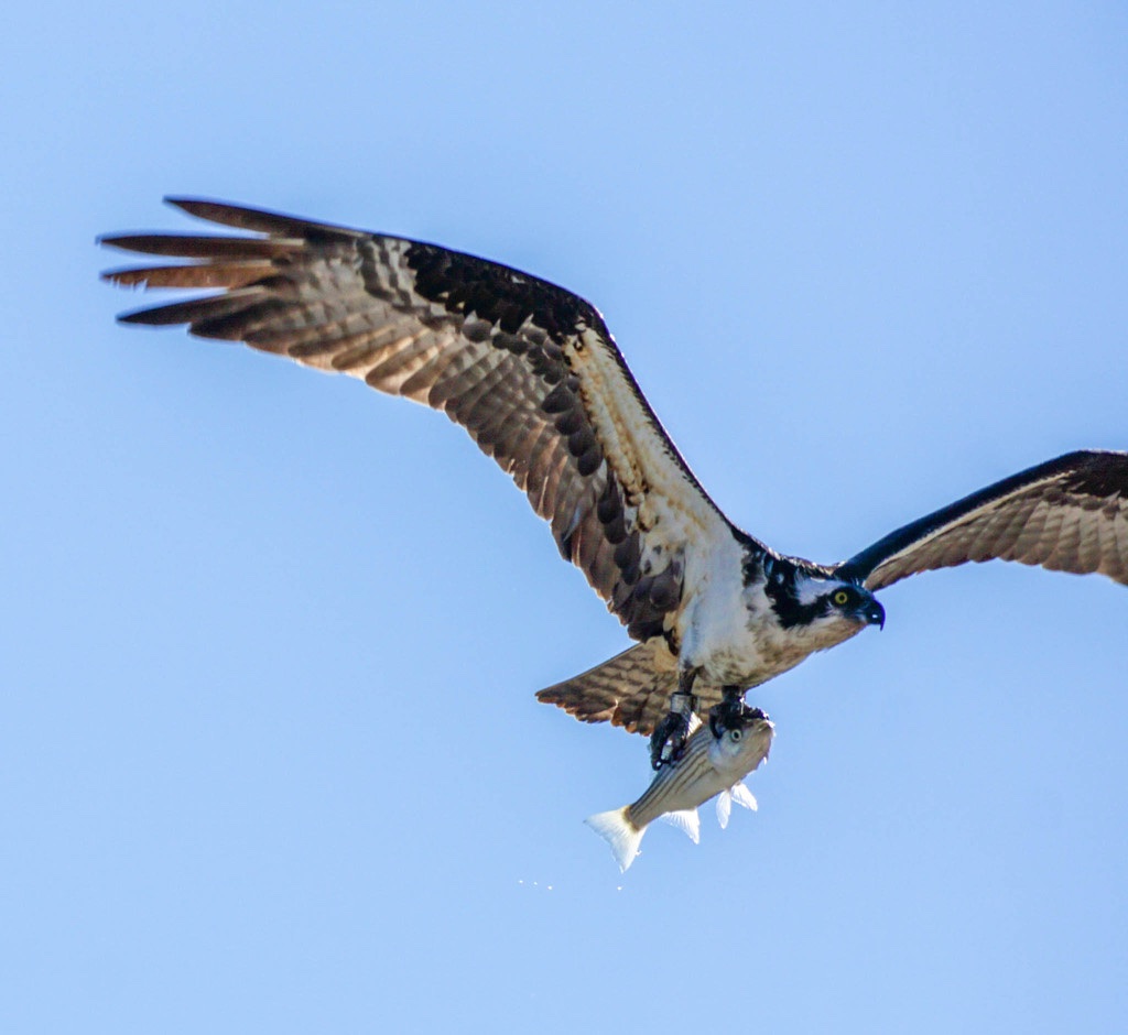 Balbuzard pêcheur