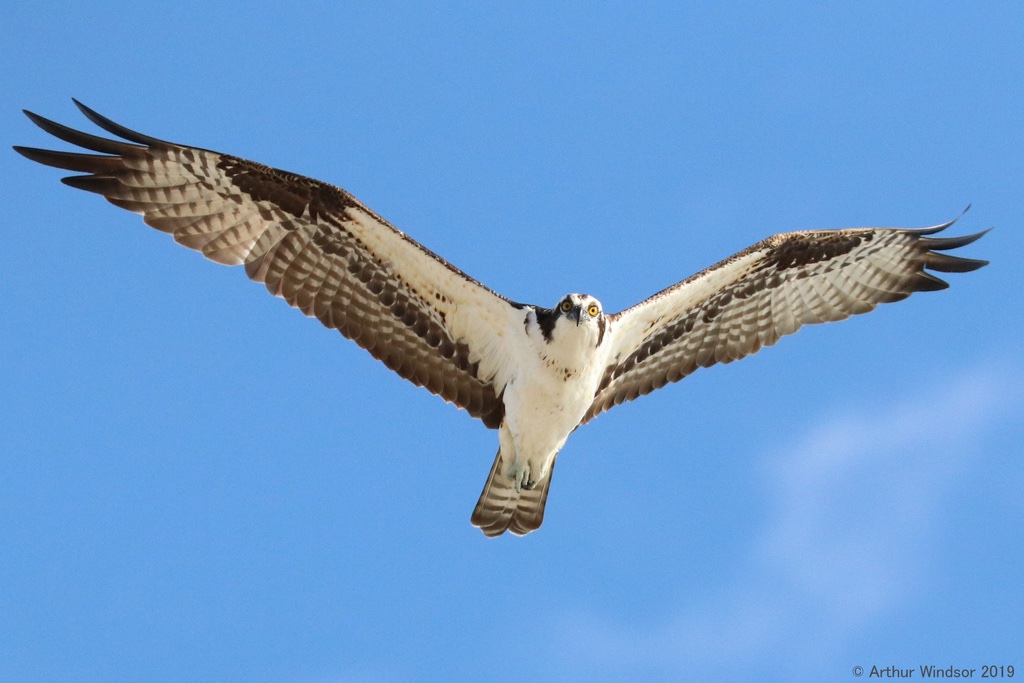 Balbuzard pêcheur