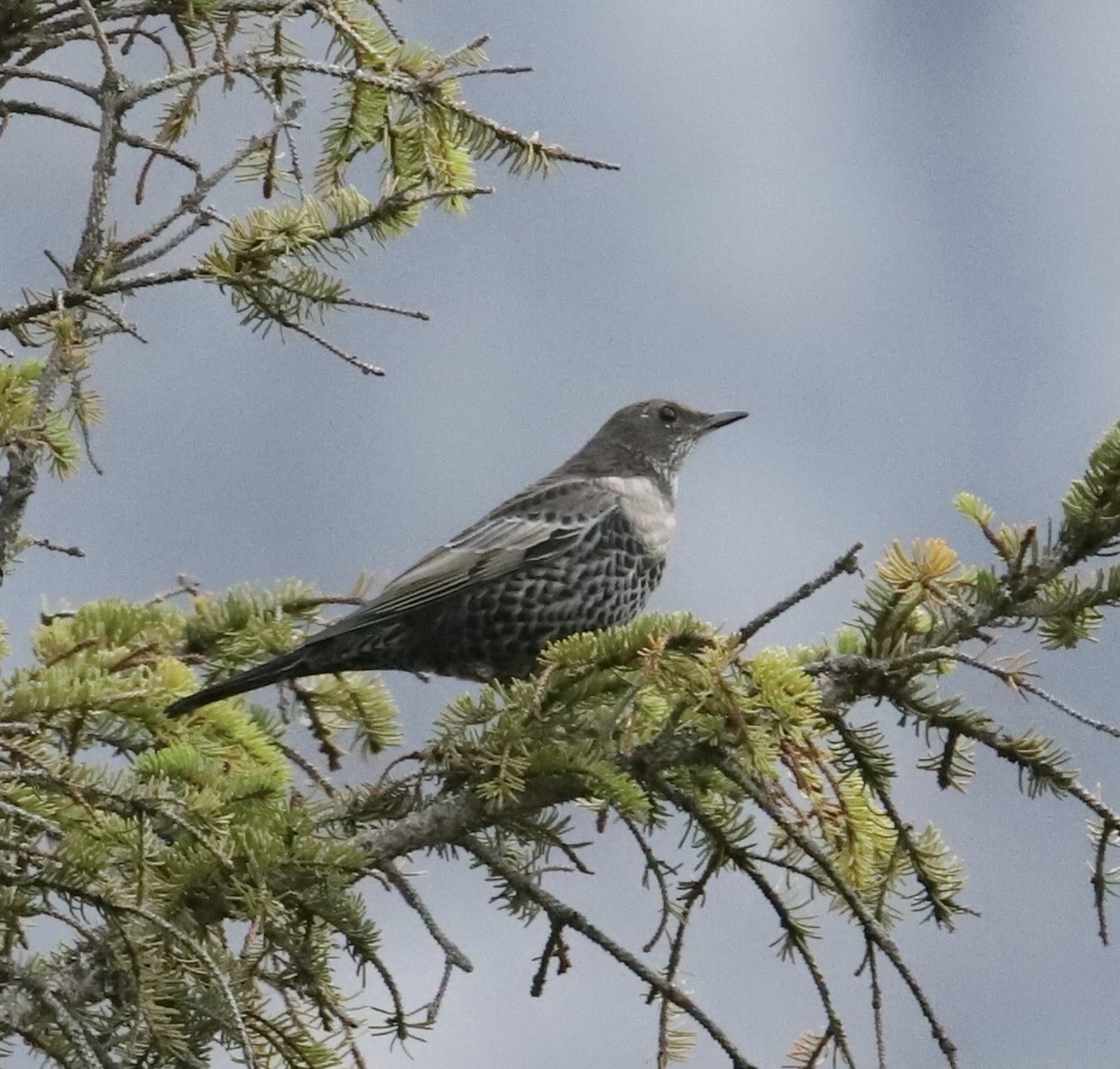 Merle à plastron