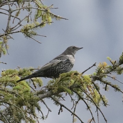 Merle à plastron