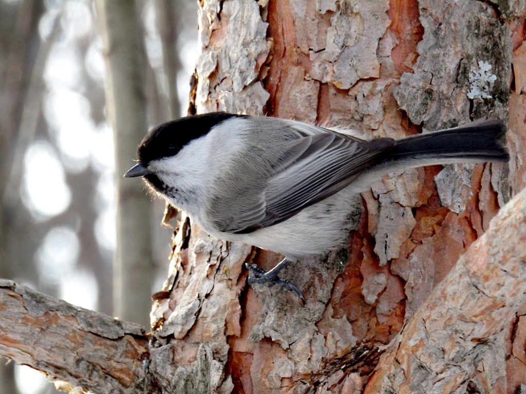 Mésange boréale