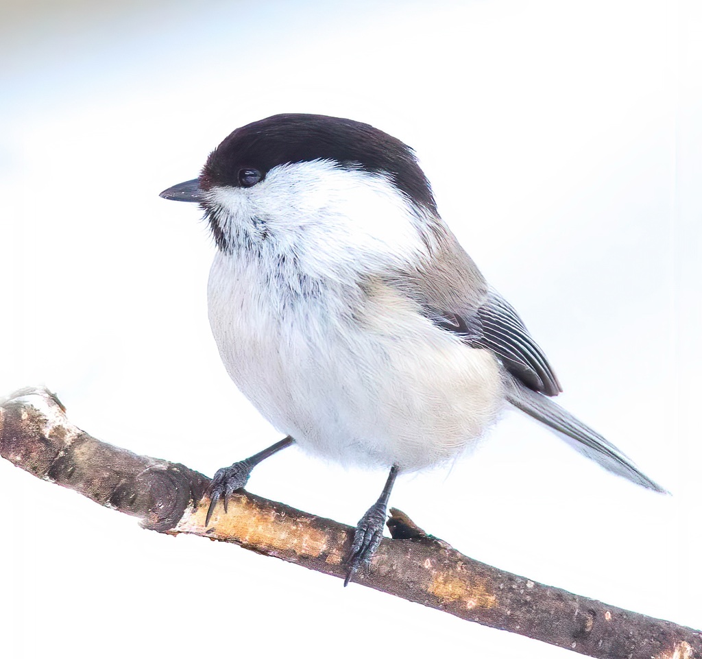 Mésange boréale