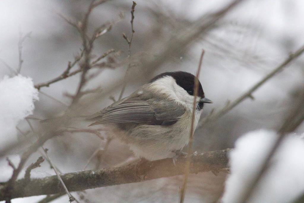 Mésange boréale