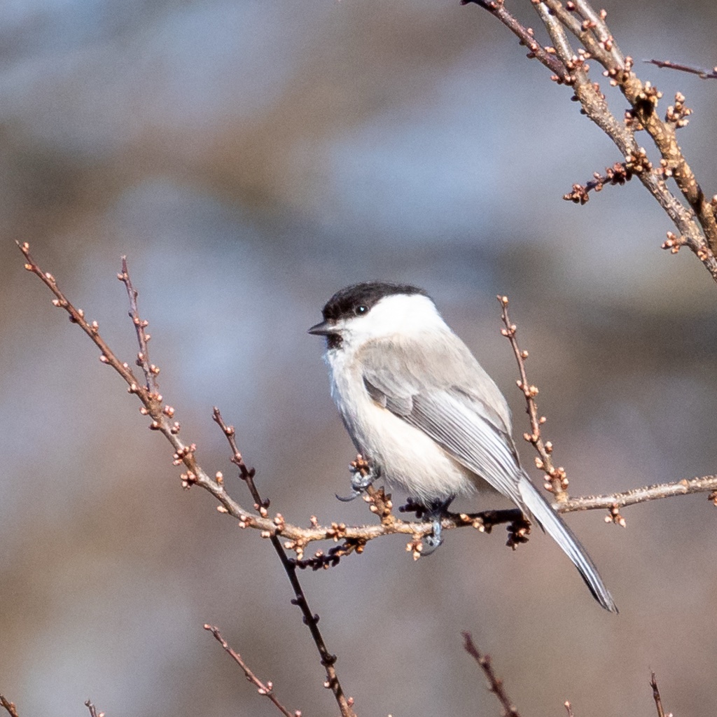 Mésange boréale