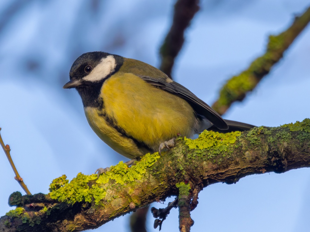Mésange charbonnière