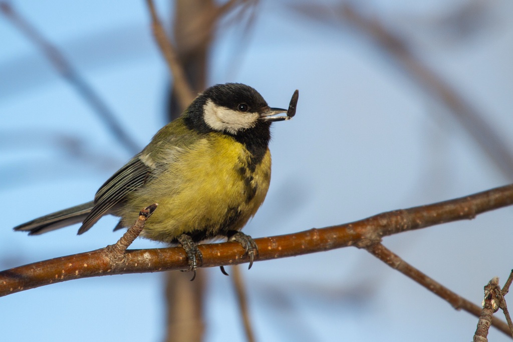 Mésange charbonnière