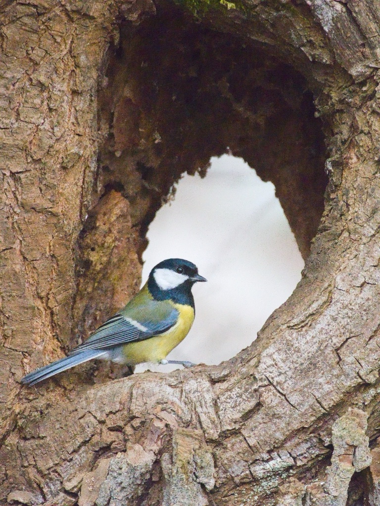 Mésange charbonnière