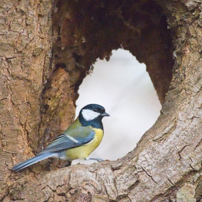 Mésange charbonnière