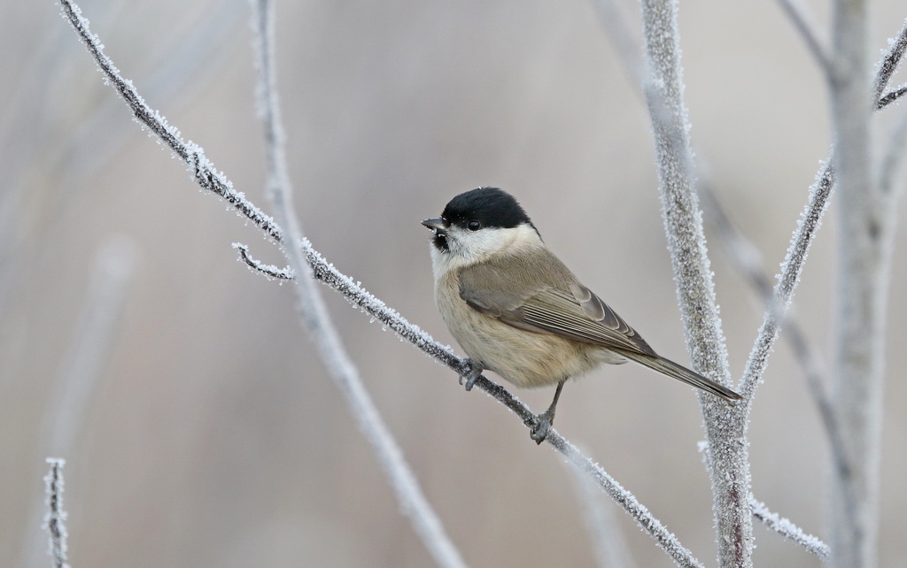 Mésange nonnette