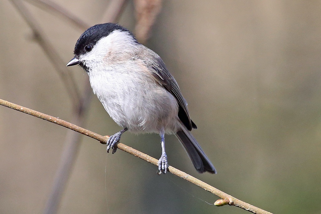 Mésange nonnette