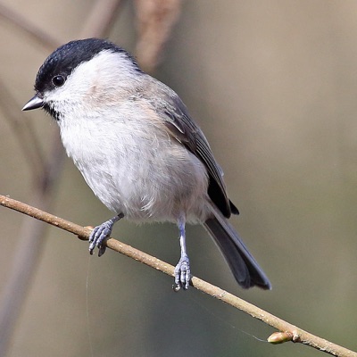 Mésange nonnette