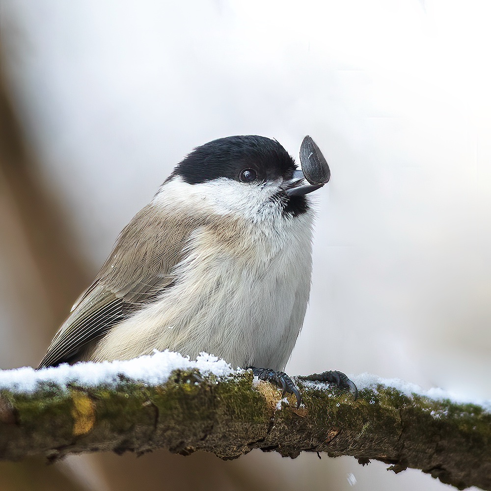 Mésange nonnette