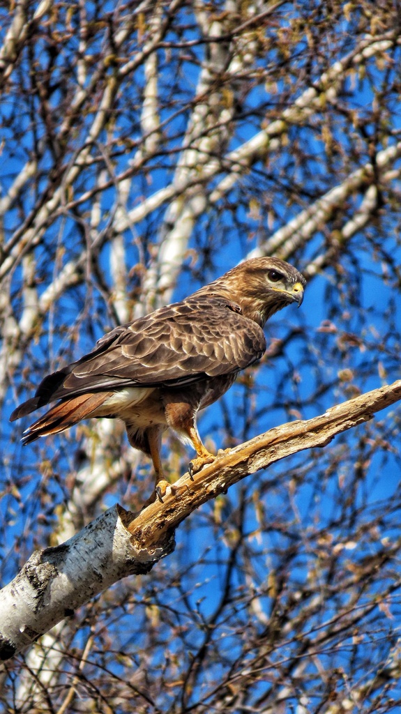 Buse Variable