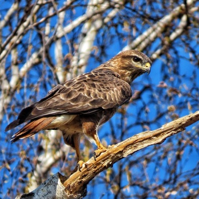 Buse Variable