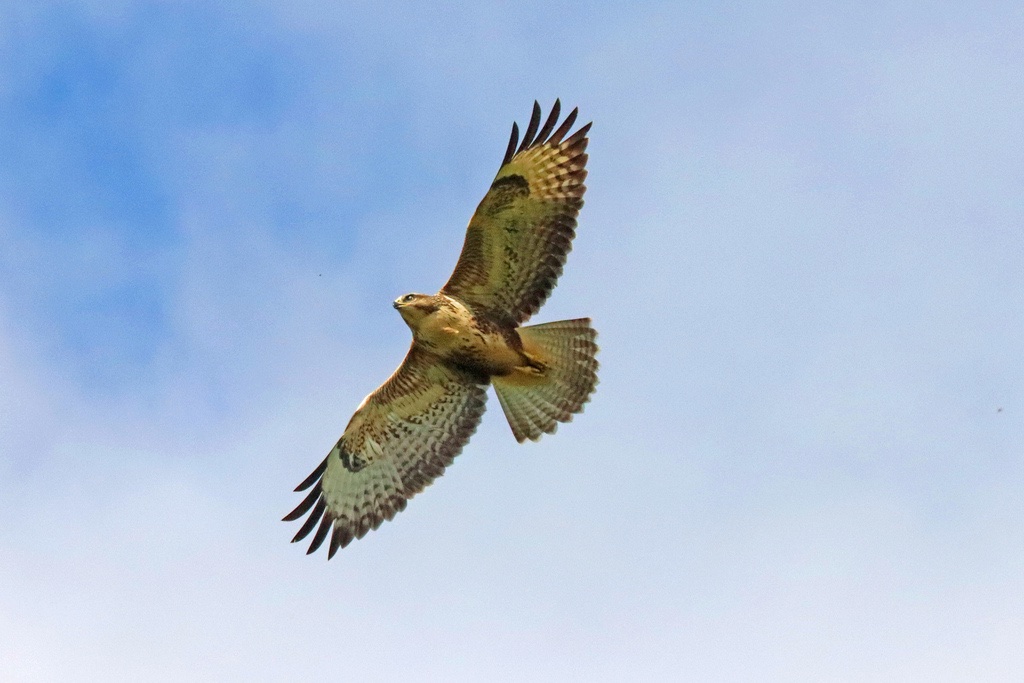 Buse Variable