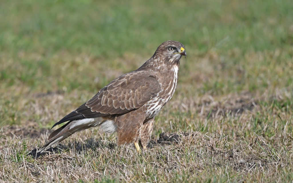 Buse Variable