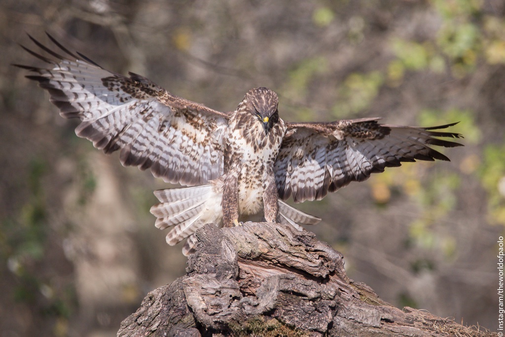 Buse Variable
