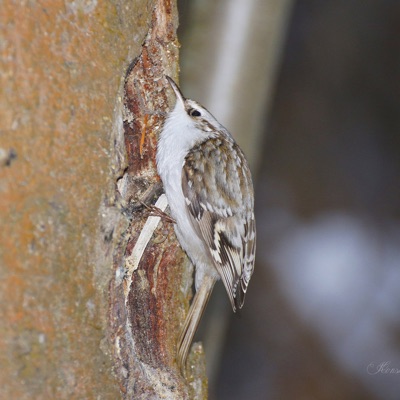 Grimpereau Des Bois