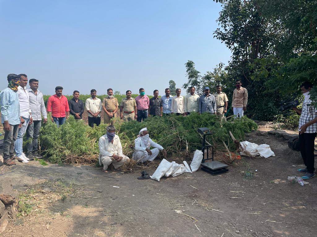 श्रीगोंदा तालुक्यातील शेतामधून सुमारे ८ लाख ९५ हजार रुपयांचा गांजा जप्त