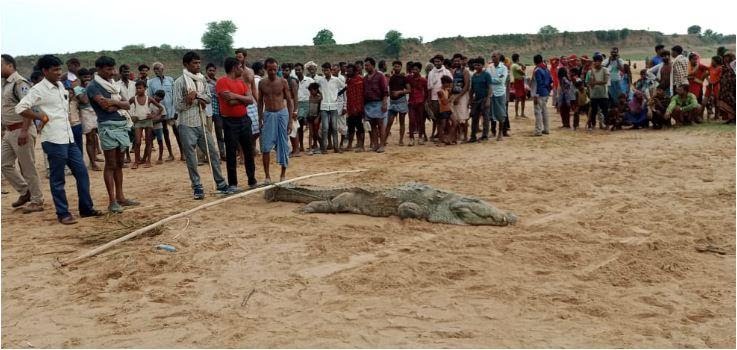  ८ वर्षाच्या मुलाला मगरीने गिळले, गावकऱ्यांनी मगरीला पकडुन  तोंडात बांबू घातला, आई वडलांना आशा होती मूल मगरीच्या पोटात जिवंत असण्याची 