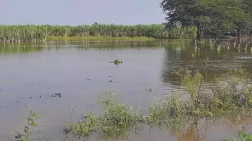 आज शेतकरी संघटनांची ऑनलाईन ट्रेंड मोहीम, विविध प्रश्नांसह ओला दुष्काळ जाहीर करण्याची मागणी