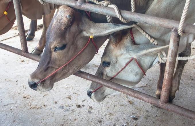 कत्तलखान्याकडे घेऊन जाणारी  गाई,वासरे व टेम्पो श्रीगोंदा पोलिसांनी पकडले.
