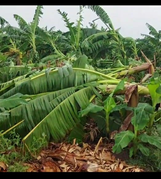 उजनी परिसरात झालेल्या अवकाळी तसेच तुफानी वादळी वाऱ्यामुळे केळीच्या बागा भुई सपाट तर अनेकांचे घरावरील पत्रे उडाली शेतकरी आता मदतीच्या प्रतीक्षेत