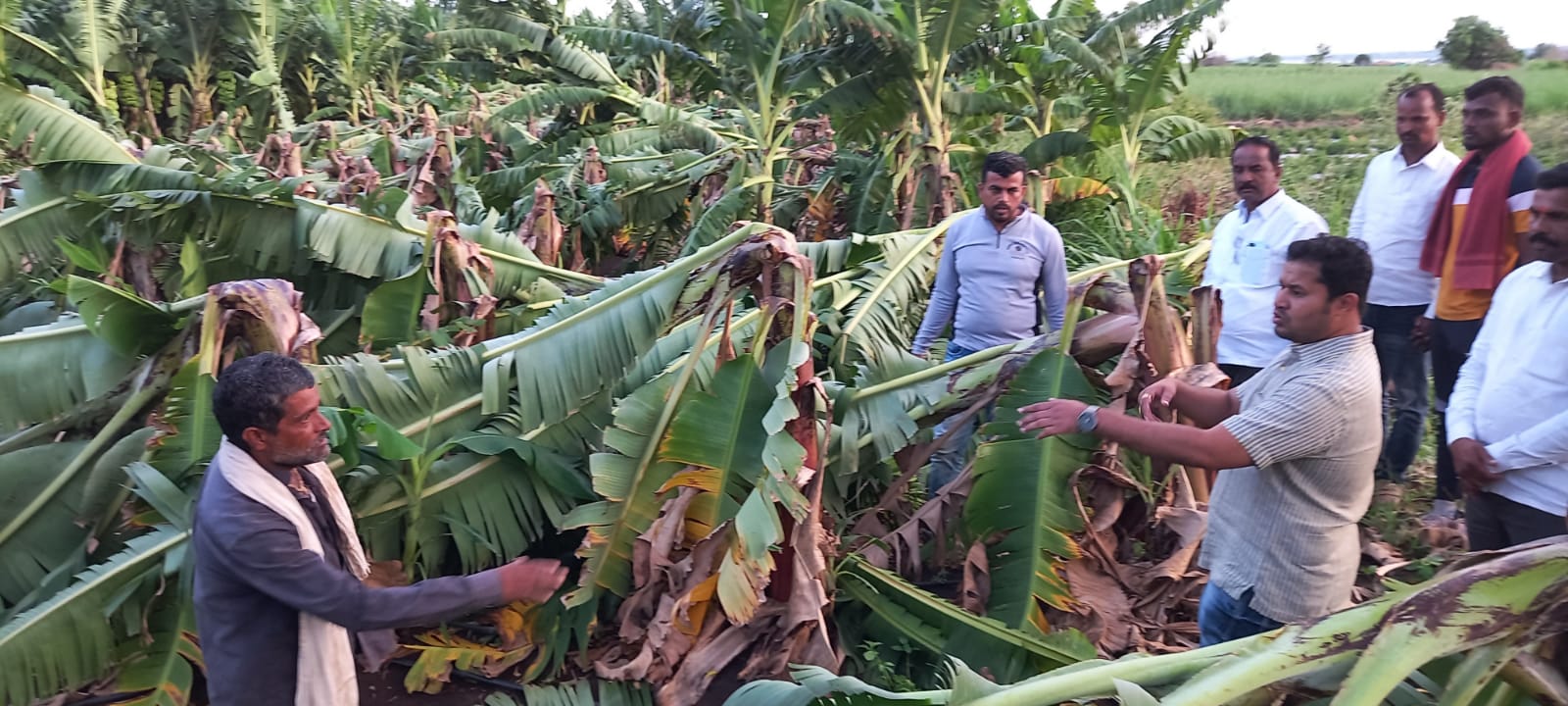 चिकलठाण परिसरातील वादळी वाऱ्याने नुकसान झालेल्या केळी पिकाचे मकाई साखर कारखान्याचे चेअरमन दिग्विजय बागल यांनी केली पाहणी, शासकीय यंत्रणेला दिल्या पंचनामा करण्याच्या सूचना 