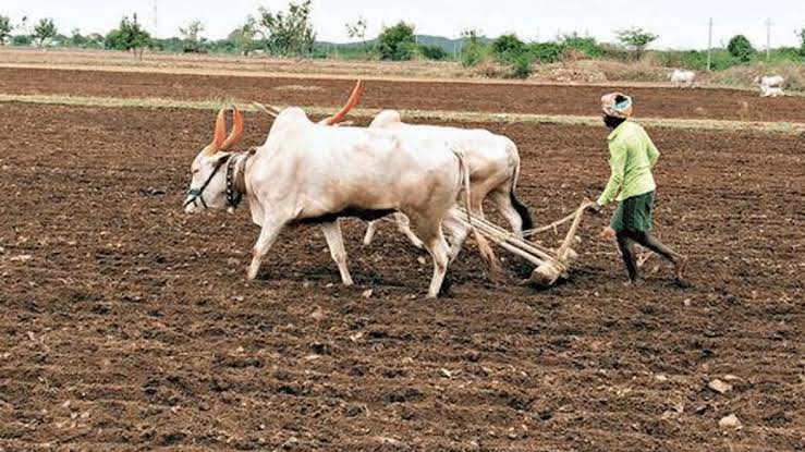 श्रीगोंदा  तालुक्यात संततधार पावसास प्रारंभ , शेतकरी खरीप हंगामासाठी सज्ज
