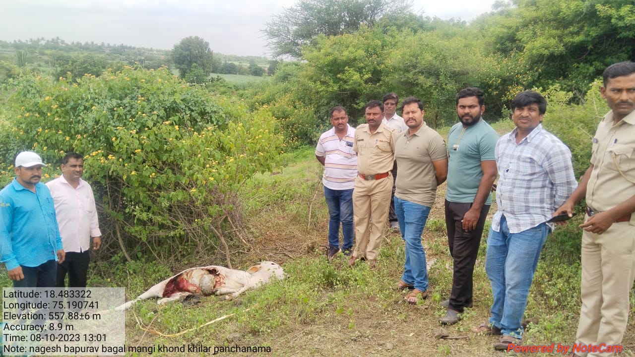 बिबट्याचा त्वरीत बंदोबस्त करण्याची दिग्विजय बागल यांची वन्यजीव प्रशासनाकडे मागणी