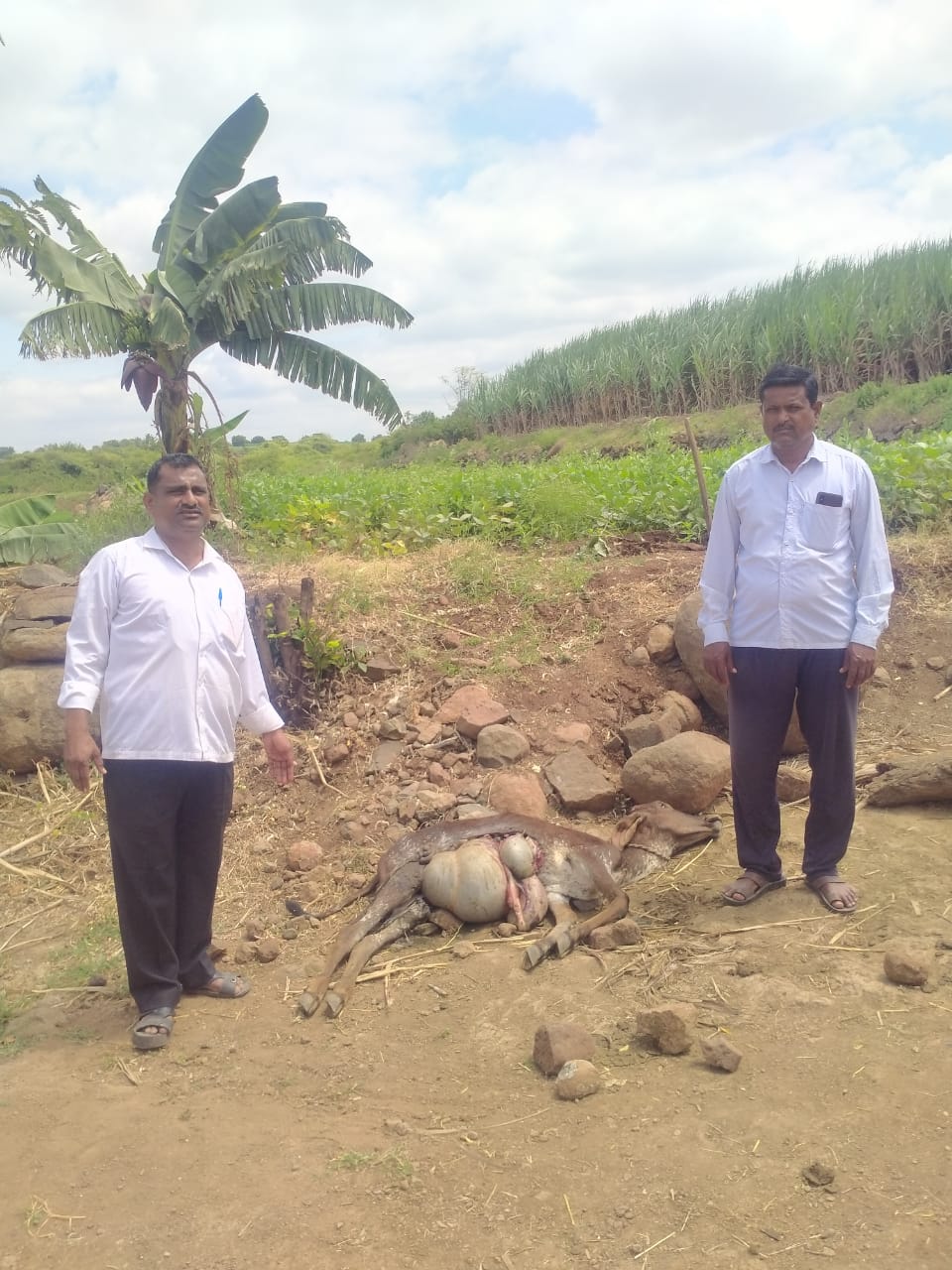 करमाळा तालुक्यातील मांगी शिवारात अद्यापही बिबट्याची दहशत कायम, शेतकरी वर्ग कमालीचा घाबरला, पिंजऱ्याची संख्या वाढवण्याची होत आहे ग्रामस्थांमधून मागणी 