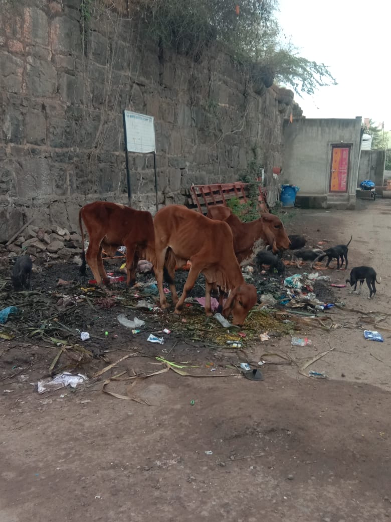 वाढत्या अस्वच्छतेमुळे करमाळ्यातील नागरिकांच्या आरोग्य धोक्यात

स्वच्छतेवर महिना तेरा लाख रुपये खर्च