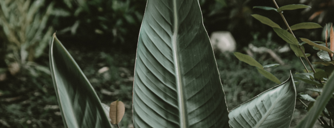 banner image
