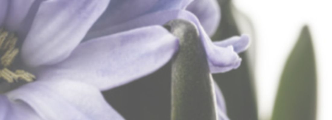 banner image
