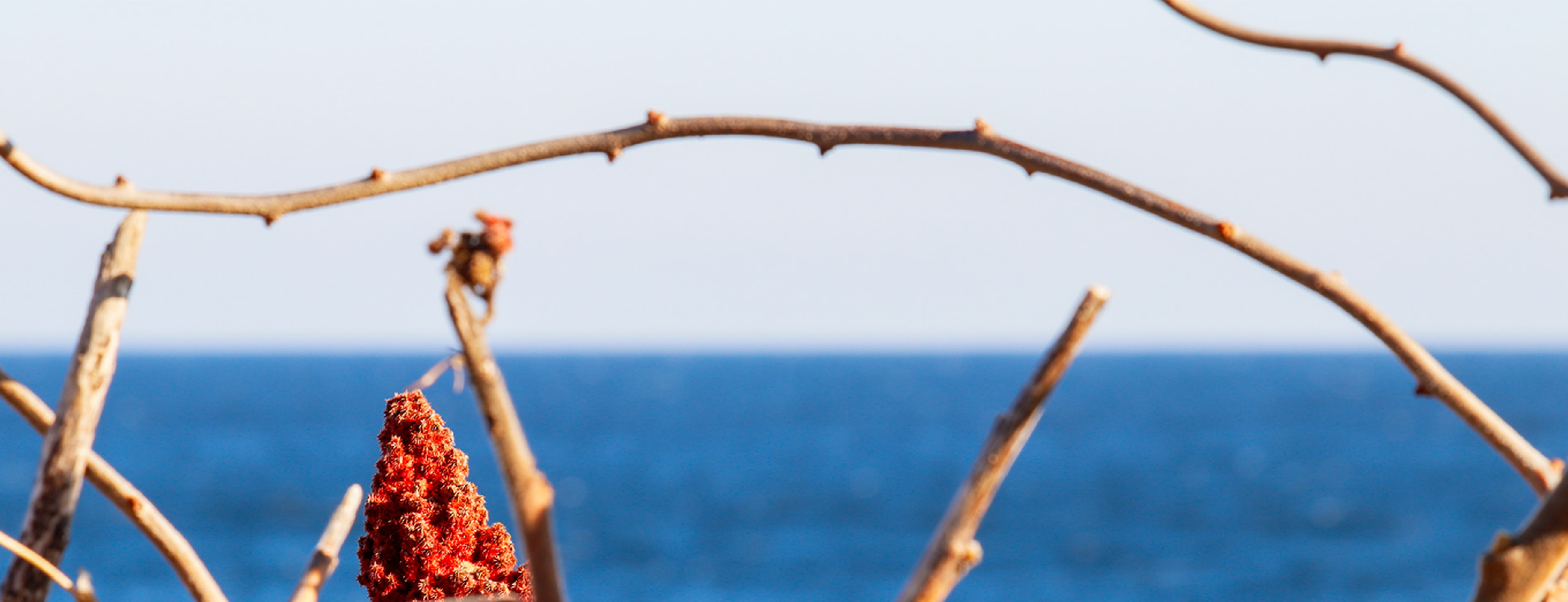 banner image
