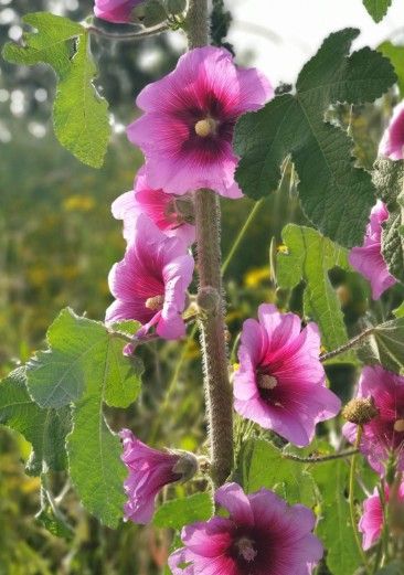 חוטמית ורודה