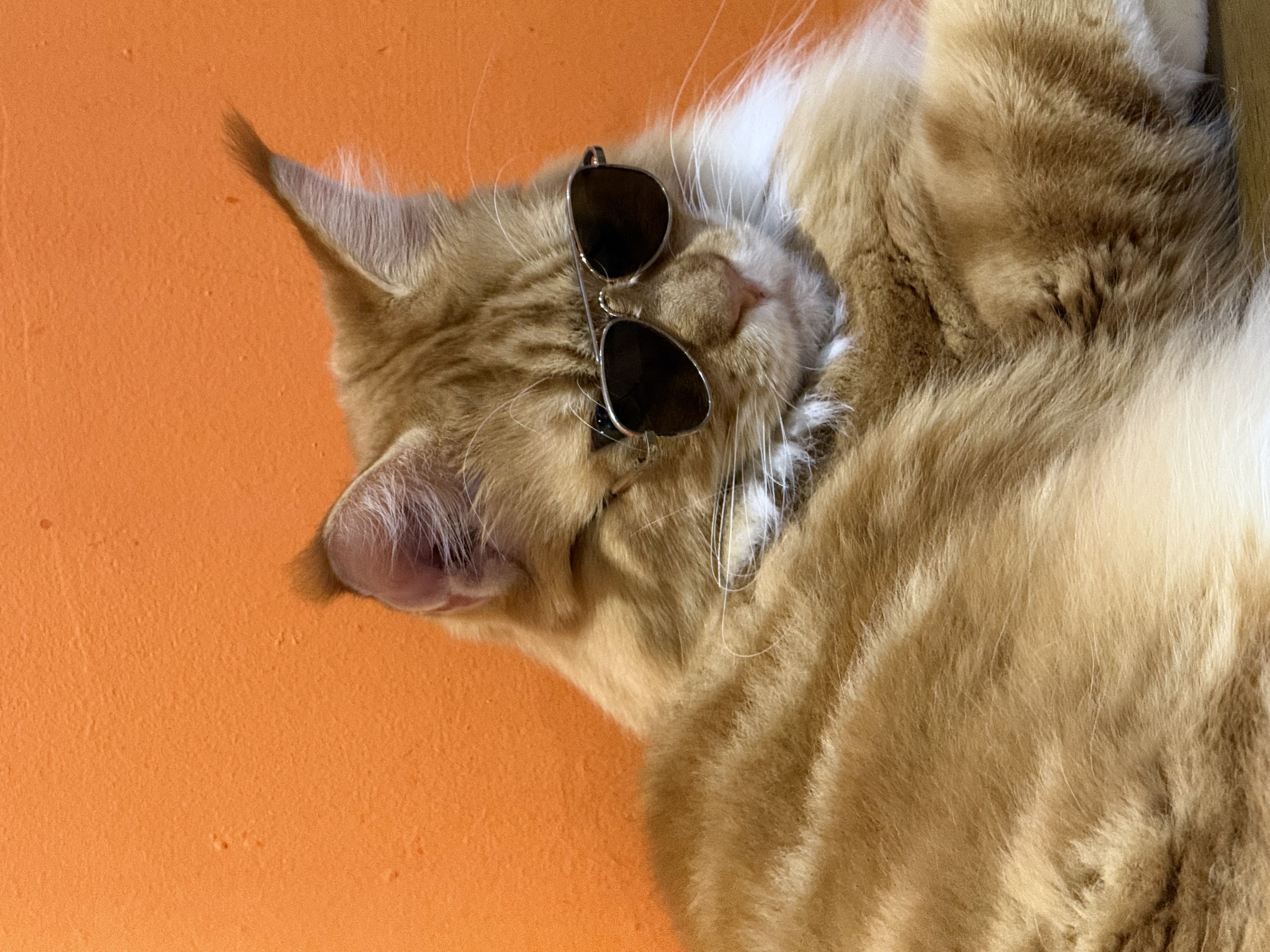 Awesome Cat Sdn Bhd