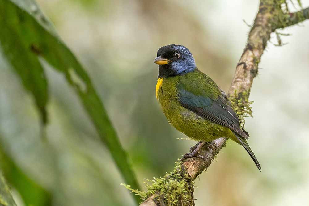 Amazon Birds | Ecuador