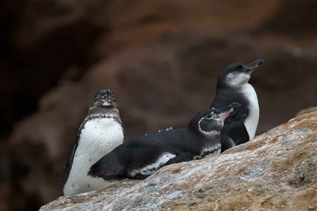 Galapagos Penguins