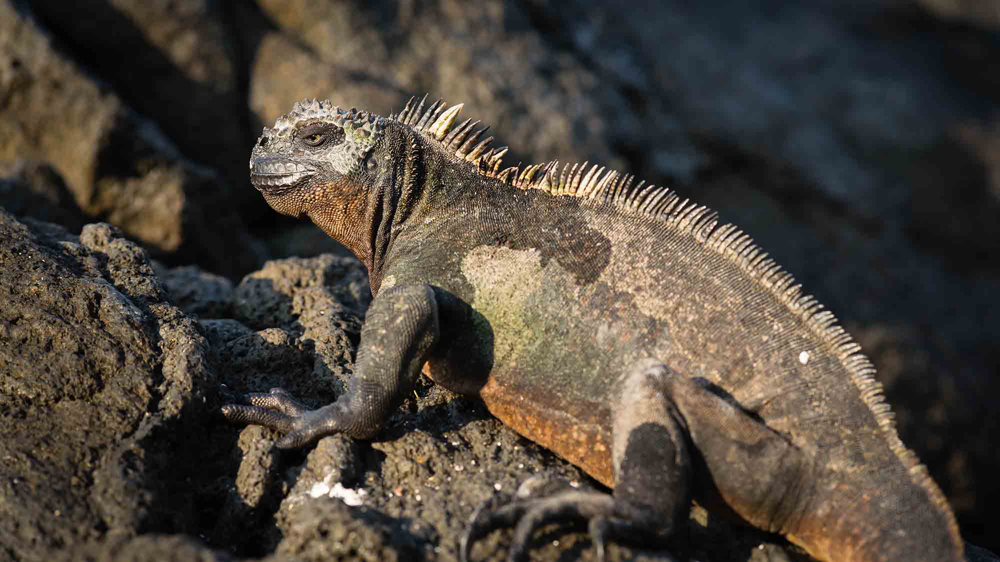 Galapagos Marine Iguana