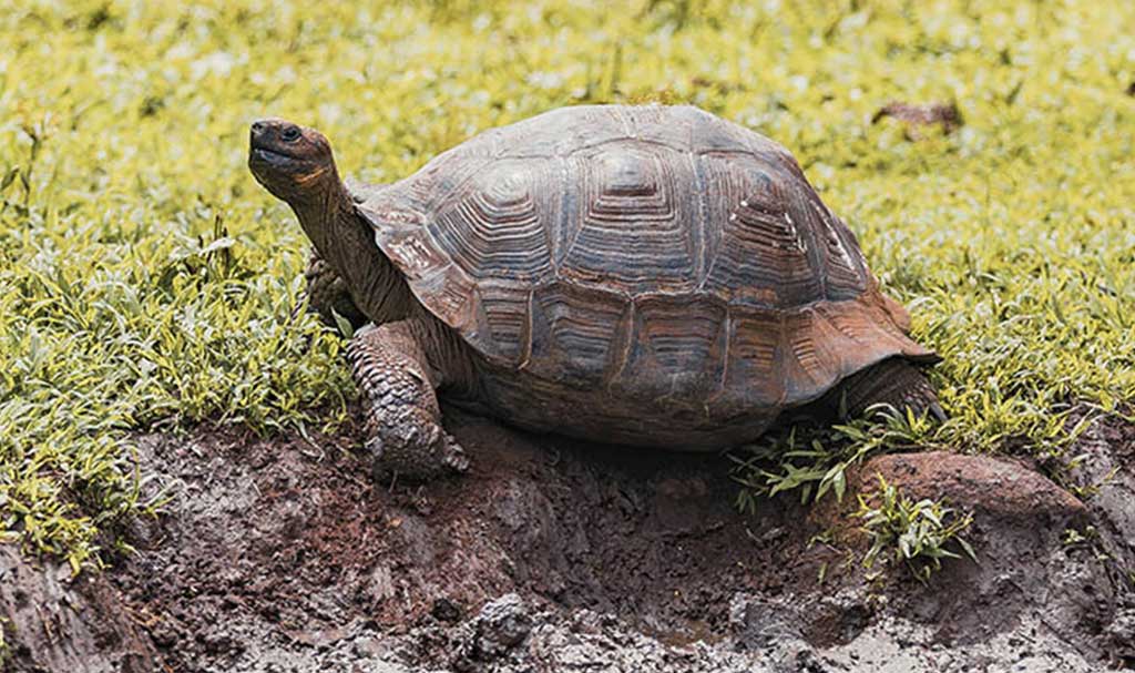 Is it Worth Going to San Cristobal Galapagos? Voyagers Travel Specialists Galapagos tortoise