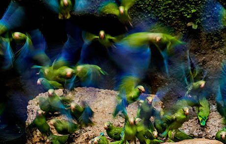 Amazon Birds | Ecuador