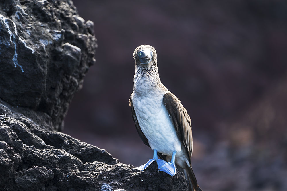 Poison-dropping drones help rid the Galapagos Islands of rats Voyagers Travel Specialists Galapagos blue footed