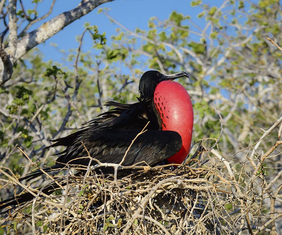 Poison-dropping drones help rid the Galapagos Islands of rats Voyagers Travel Specialists Galapagos frigate bird