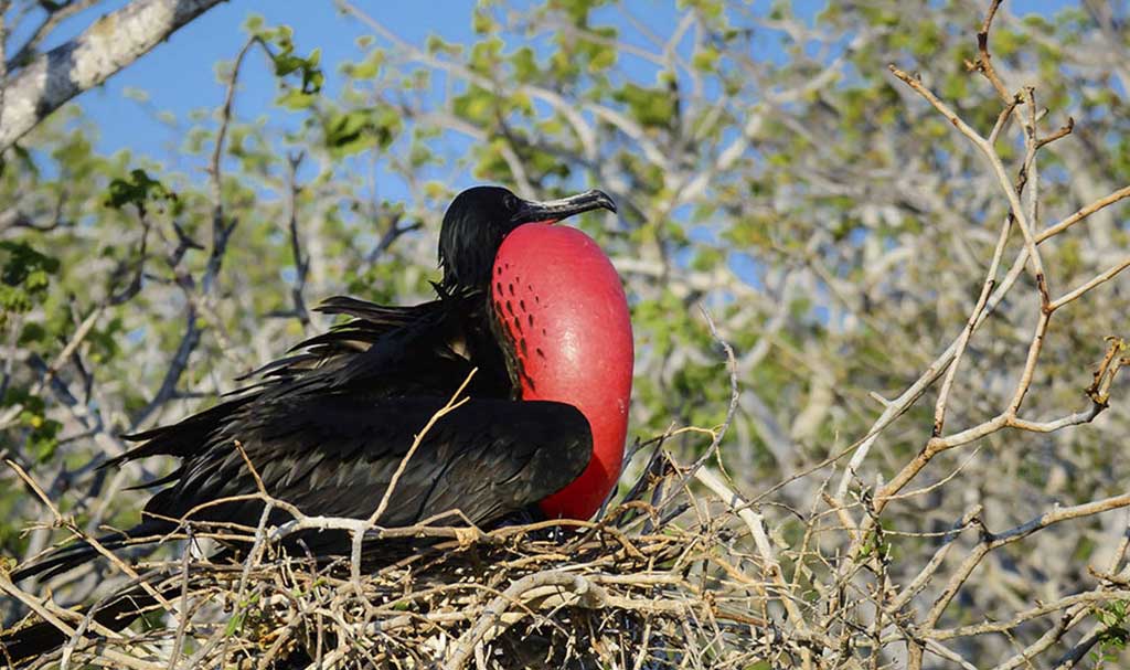 Is it Worth Going to San Cristobal Galapagos? Voyagers Travel Specialists Frigate bird Galapagos