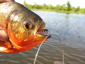 Pirahna Fishing in the Amazon | Ecuador