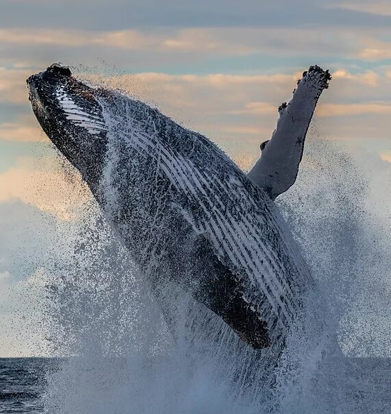 Ecuador whale