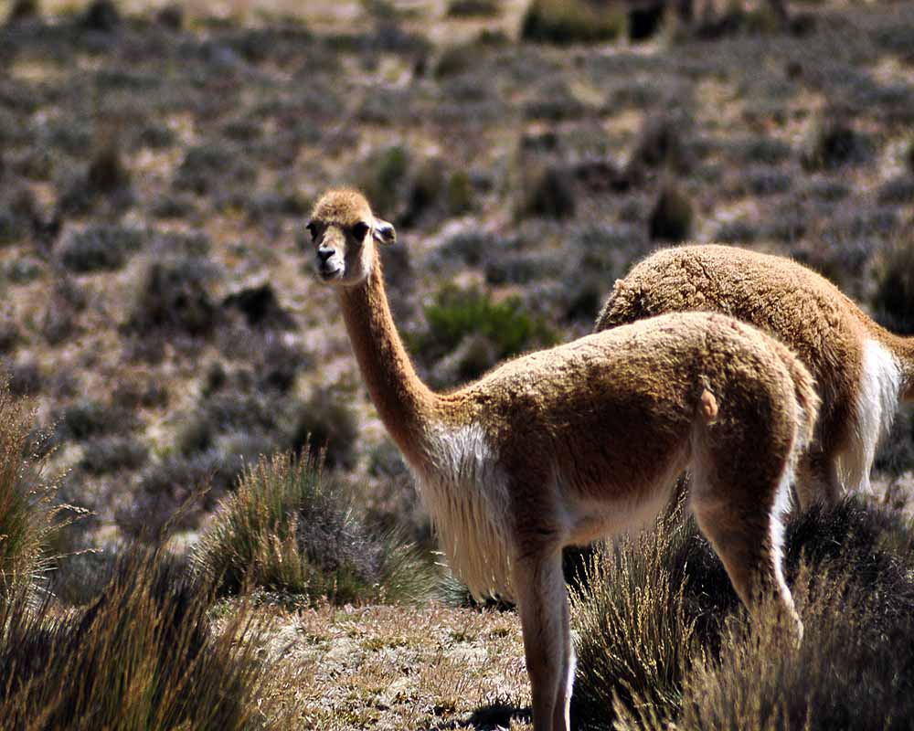 Colca