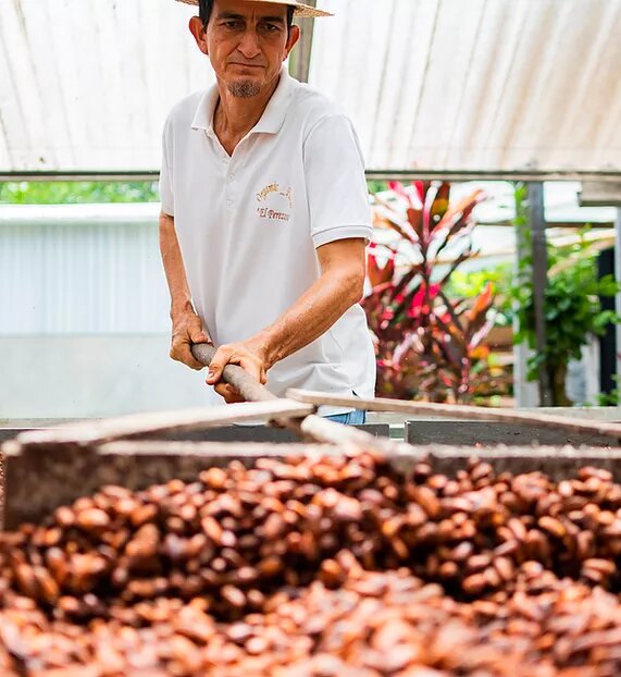 Cacao Ecuador
