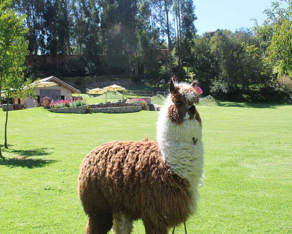 Cusco Llama